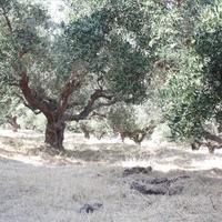 Вилла в Греции, 450 кв.м.