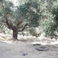 Вилла в Греции, 450 кв.м.