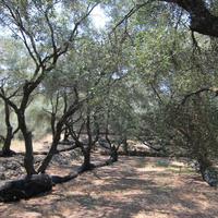 Земельный участок в Греции