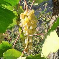 Земельный участок в Греции, Ионические острова