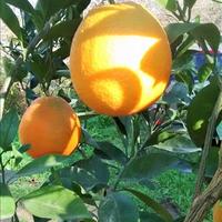 Земельный участок в Греции, Ионические острова