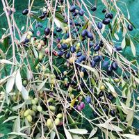 Земельный участок в Греции, Ионические острова