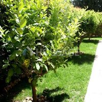 Villa in Republic of Cyprus, Lemesou, 145 sq.m.