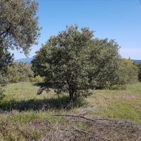 Land plot in Greece