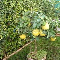 Апартаменты на Кипре, Лимасол, 95 кв.м.