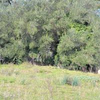 Земельный участок в Греции