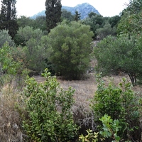 Land plot in Greece
