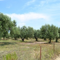 Land plot in Greece