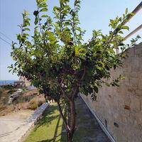 Вилла в Греции, 140 кв.м.