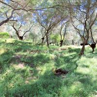 Land plot in Greece