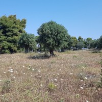 Land plot in Greece