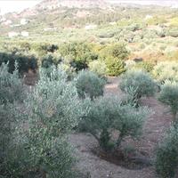 Земельный участок в Греции