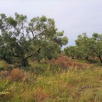 Земельный участок в Греции