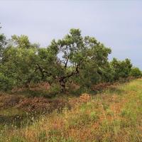 Земельный участок в Греции