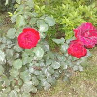 Вилла в Греции, 200 кв.м.