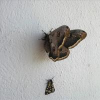 Вилла в Греции, 200 кв.м.