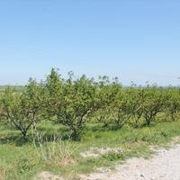 Земельный участок в Греции