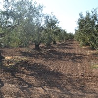 Land plot in Greece