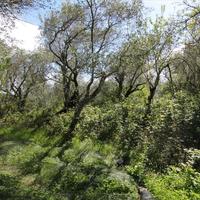 Земельный участок в Греции