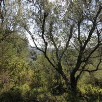 Земельный участок в Греции