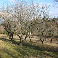 Земельный участок в Греции