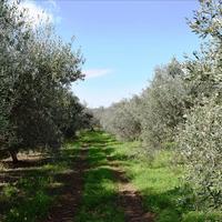 Земельный участок в Греции