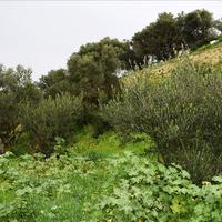 Земельный участок в Греции