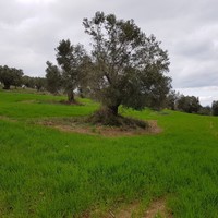 Land plot in Greece
