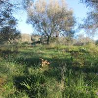 Land plot in Greece