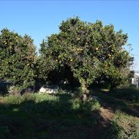 Земельный участок в Греции