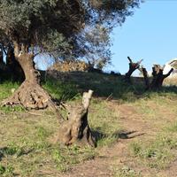 Земельный участок в Греции