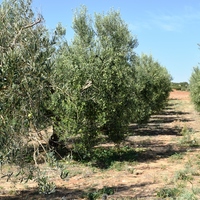 Земельный участок в Греции