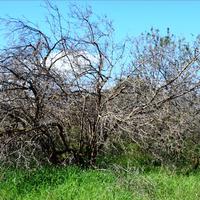 Земельный участок в Греции