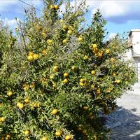 Land plot in Greece, 60 sq.m.