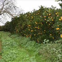 Земельный участок в Греции