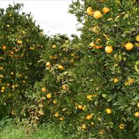 Земельный участок в Греции