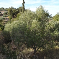 Земельный участок в Греции, 314 кв.м.