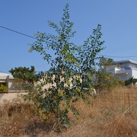 Land plot in Greece, 240 sq.m.