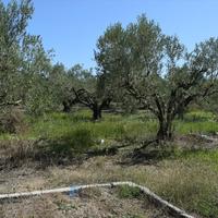 Land plot in Greece