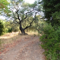 Land plot in Greece, 6500 sq.m.