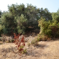 Land plot in Greece, 6500 sq.m.
