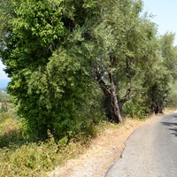 Land plot in Greece, 2447 sq.m.
