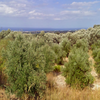 Земельный участок в Греции