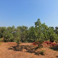 Земельный участок в Греции