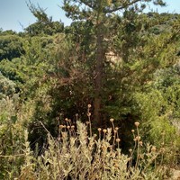 Земельный участок в Греции