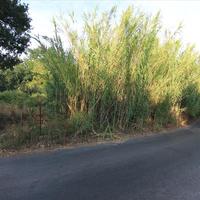 Land plot in Greece