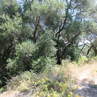 Земельный участок в Греции, 2000 кв.м.