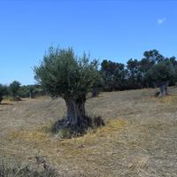 Land plot in Greece