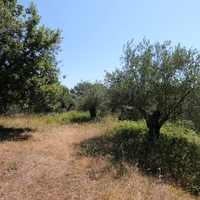 Land plot in Greece, 2000 sq.m.