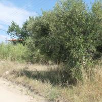 Land plot in Greece